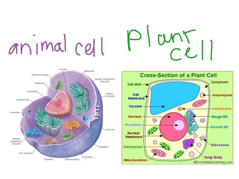 Draw And Label A Typical Animal Cell   Pencil Art Drawing