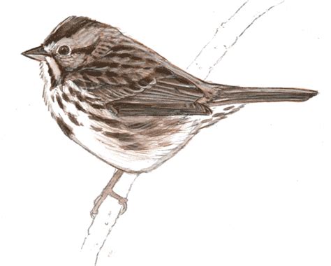 Drawing Birds Tutorial