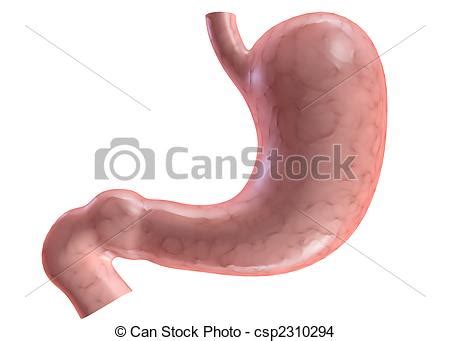 Drawing of human stomach   3d rendered anatomy ...