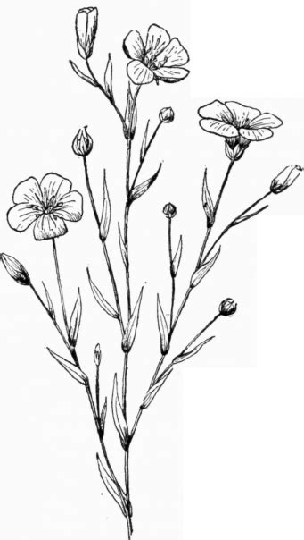 drawing plants and flowers   Pesquisa Google | Tattoos ...