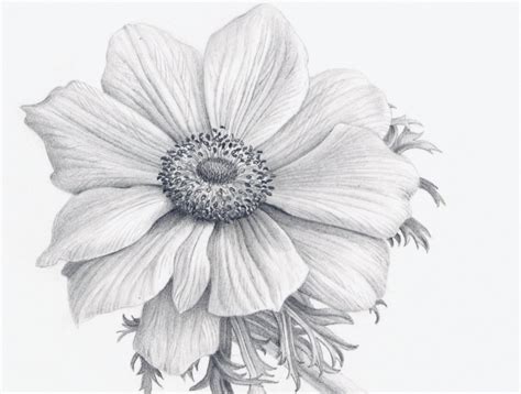 Drawn flower realistic   Pencil and in color drawn flower ...