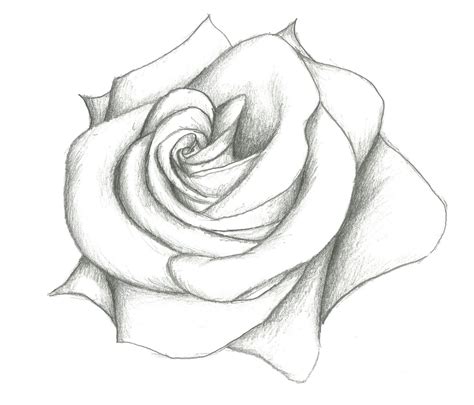 Drawn flower simple pencil art   Pencil and in color drawn ...