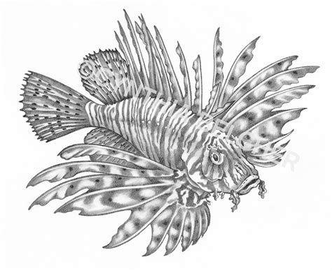 Drawn pencil tropical fish   Pencil and in color drawn ...
