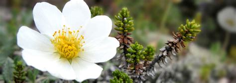 Dreaming White Flowers | Types of White Flowers   Flower Blog
