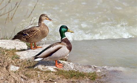 Duck   Simple English Wikipedia, the free encyclopedia