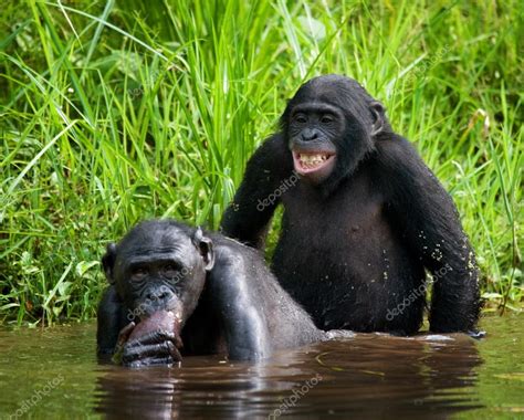 Due scimmie bonobo — Foto Stock © GUDKOVANDREY #94266480