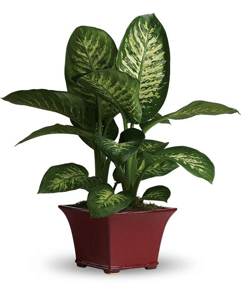 Dumb Cane   Dieffenbachia   House Plant Care, Picture and ...