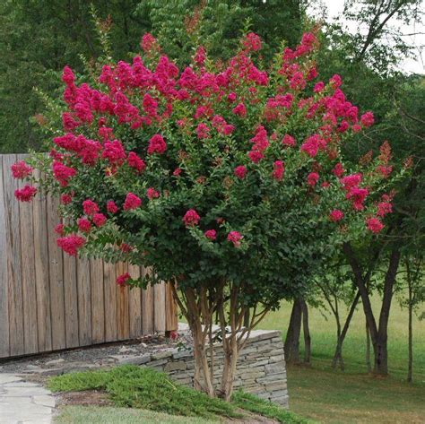 Dwarf crepe myrtle tree for the front flower bed | Outside ...