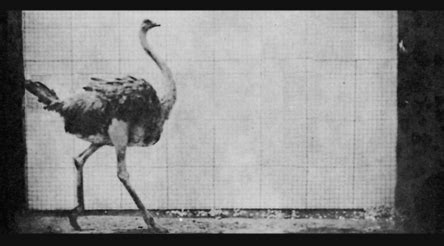 Eadweard Muybridge Ostrich GIF   Find & Share on GIPHY