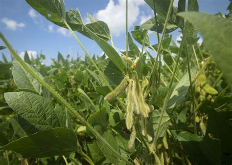 Early planting helps state s soybean crop | Mississippi ...
