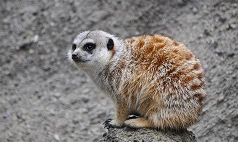 East Bay Zoological Society in San Francisco | Groupon