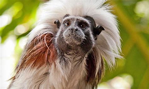 East Bay Zoological Society in San Francisco | Groupon
