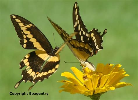 East Texas Butterflies, Swallowtails, Monarchs, Mourning ...