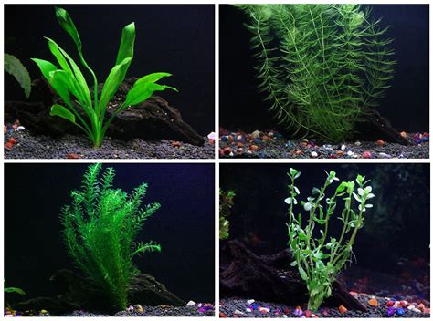 Easy Live Aquarium Plants Package – 4 Kinds – Anacharis ...