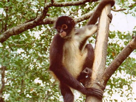 Ecología: Animales en peligro de extinción  Mono Araña