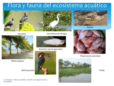 Ecosistemas del departamento de córdoba colombia