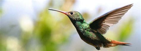Ecuador alberga 1618 especies de aves :: Planeta :: EL ...