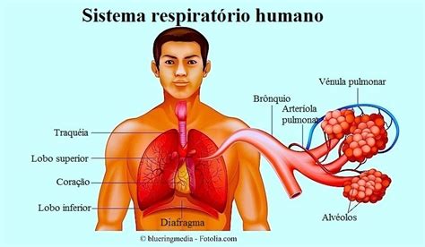 Edema pulmonar agudo, sintomas, causas e tratamento