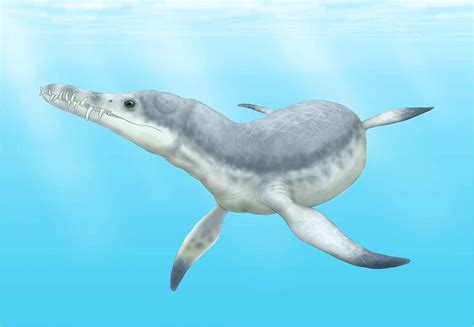 Edgarosaurus by Smokeybjb on Wikipedia | Dinosaurios ...