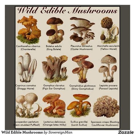 Edible Mushroom Types | www.imgkid.com   The Image Kid Has It!