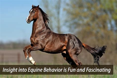 Educating Equine Enthusiasts for 30 Years! | Horse home ...