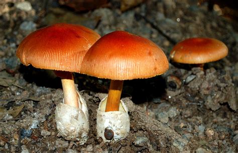 EduPic Fungi Images