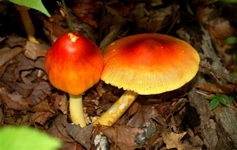 EduPic Fungi Images
