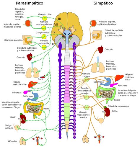 Efectos del masaje sobre el sistema nervioso | Web Masajes