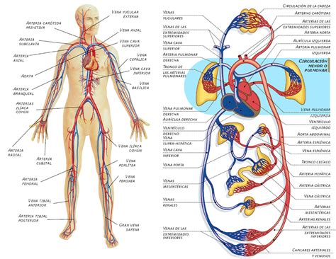 Efectos del masaje sobre los sistemas circulatorio y ...