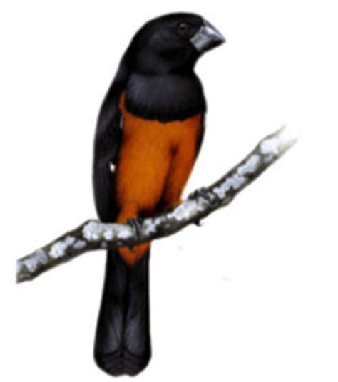 Ègbé ti Bàáyin: Aves de Brasil: el curiô