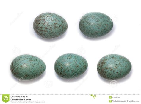 Eggs. Turdus Merula, Blackbird. Stock Photo   Image: 47564730