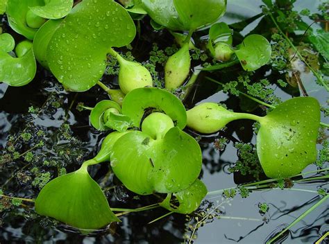 Eichhornia crassipes  common water hyacinth : Go Botany