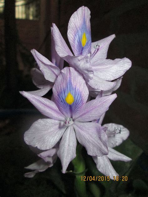 Eichhornia crassipes   Wikipedia, la enciclopedia libre