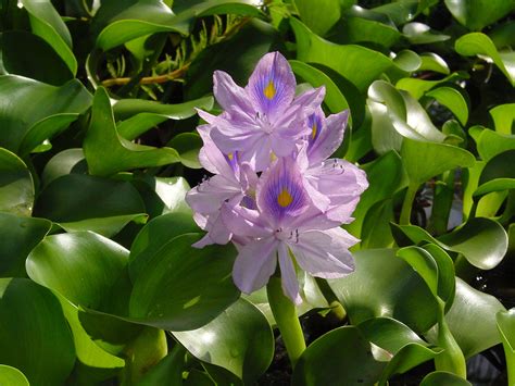 Eichhornia crassipes   Wikipedia