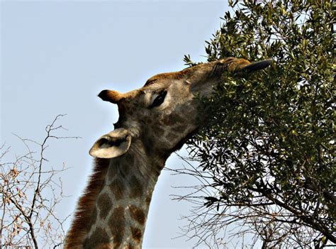 Ejemplo de las jirafas de Darwin Wallace | La Evolucion ...