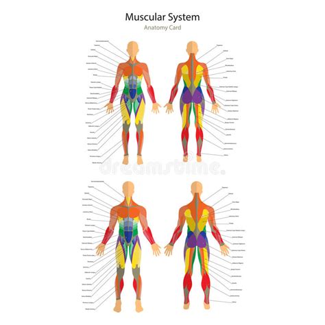 Ejemplo De Músculos Humanos Cuerpo Femenino Y Masculino ...