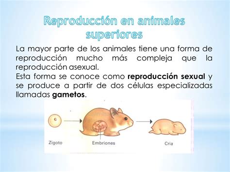 Ejemplos De Animales En Reproduccion | reproducci 243 n en ...