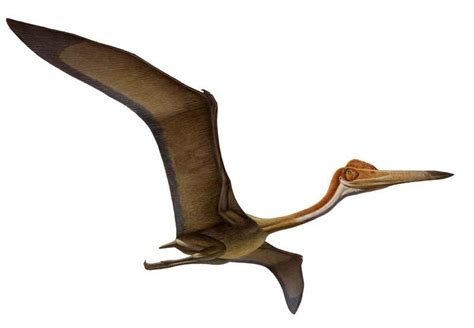 Ejemplos de Dinosaurios Voladores