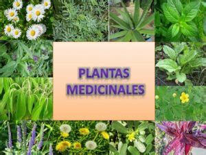 Ejemplos de Plantas Medicinales