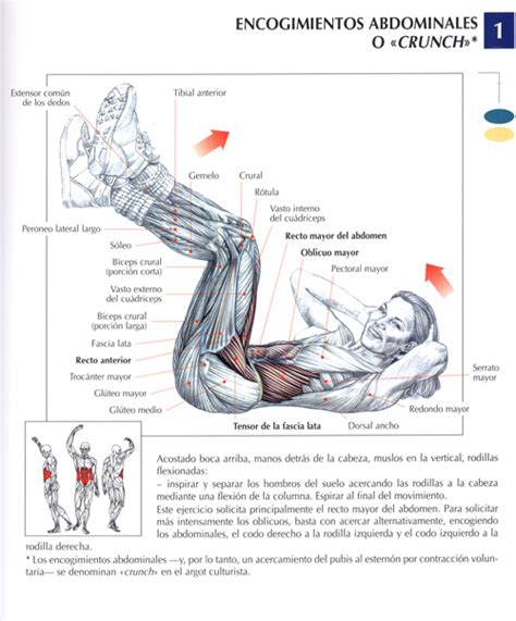 Ejercicios Abdominales : Fotos. Musculación y pesas.
