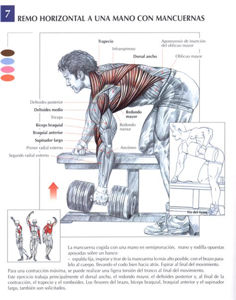 Ejercicios Espalda : Fotos. Musculación y pesas.