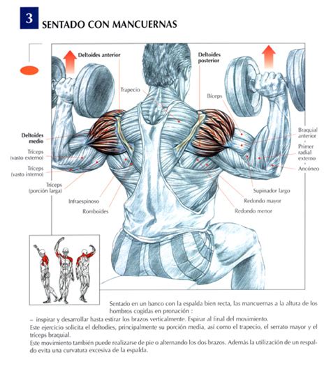 Ejercicios Hombros : Fotos. Musculación y pesas.