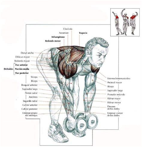 Ejercicios para la espalda | Salud y ejercicio | Pinterest ...