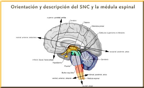 Ejes de Forel y de Meyner: división del sistema nervioso ...