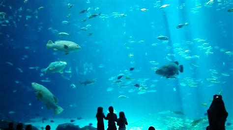 El acuario mas grande del mundo   YouTube