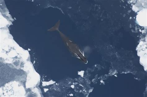 El ADN de las ballenas de Groenlandia da pistas sobre su ...