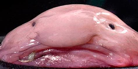 El animal más feo del mundo, el pez Borrón