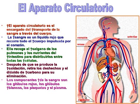 El Aparato Circulatorio