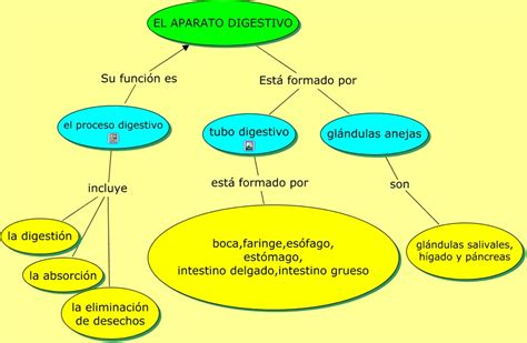 EL APARATO DIGESTIVO Funciones del proceso digestivo
