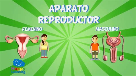 El Aparato Reproductor | Videos Educativos para Niños ...